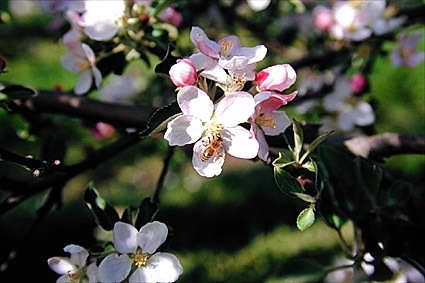 fiori di melo