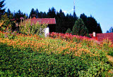 campo di calendule